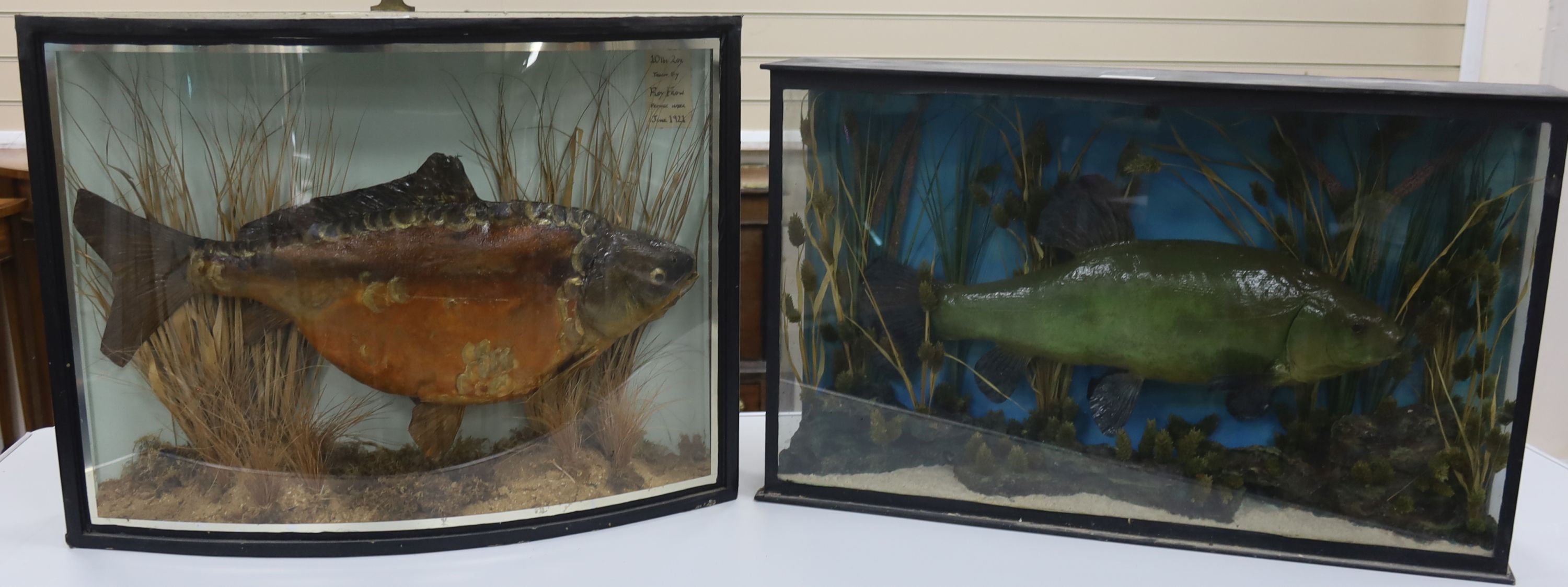 Two cased taxidermic fish, carp 10lbs 2oz, and another, 69cm and 76cm